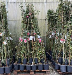 Futórózsa ROSA ANGOL RÓZSA TÍPUS 180/200 K5