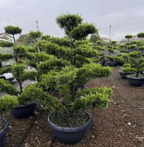 Arany lombú leyland ciprus  CUPRESSOCYPARIS LEYLANDII CASTLEWELLAN GOLD BONSAI 150/175 TÁLBAN K65