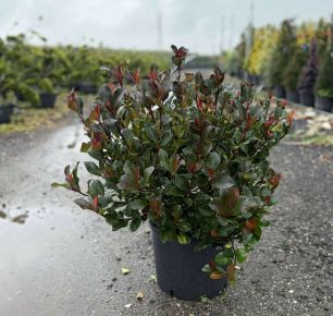 Örökzöld korallberkenye  PHOTINIA FRASERI LITTLE RED ROBIN GÖMB K18