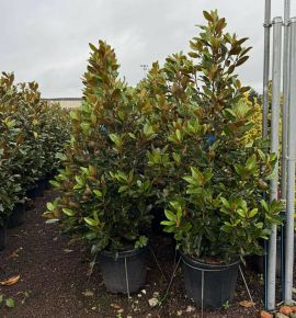 Örökzöld törpe liliomfa  MAGNOLIA GRANDIFLORA LITTLE GEM  150/175 K30