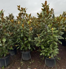 Örökzöld liliomfa    MAGNOLIA GRANDIFLORA GALLISONIENSIS PRAECOX 150/175 K35  