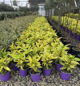 Márványos babérsom    AUCUBA JAPONICA GOLDEN KING 20/40 K3