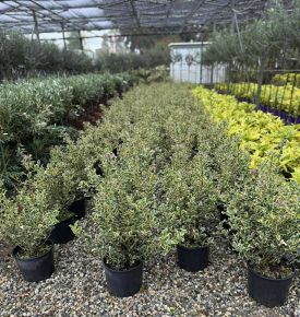 Közönséges magyal    ILEX AQUIFOLIUM ARGENTEOMARGINATA 40/60 K9