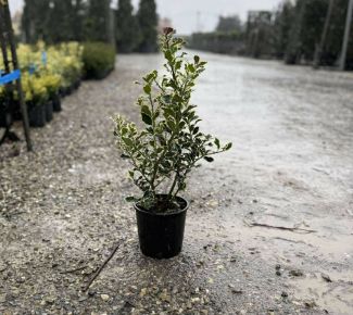 Közönséges magyal    ILEX AQUIFOLIUM ARGENTEOMARGINATA 20/+ K3