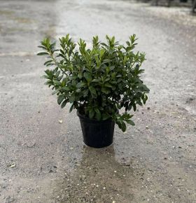 Japán azálea    AZALEA JAPONICA 20/+ K3