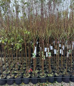  vörös levelű mandula  PRUNUS AMYGDALUS T1/2 K9