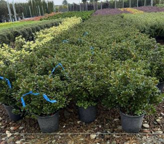 Japán azálea    AZALEA JAPONICA 40/60 K9         