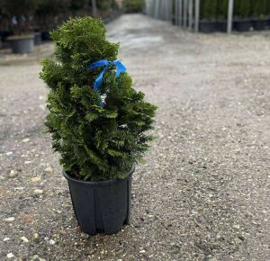 Hinoki hamisciprus  CHAMAECYPARIS OBTUSA NANA GRACILIS 40/+ K9