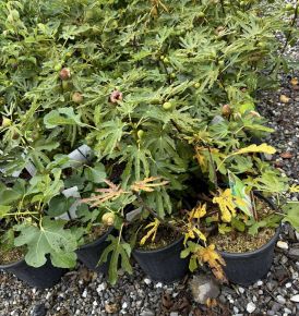 Füge  FICUS CARICA FAJTÁK 60/+ K9