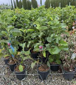 Liliomfa    MAGNOLIA BLACK TULIP 60/80 K9