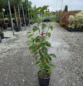 Liliomfa    MAGNOLIA GENIE 60/80 K9         