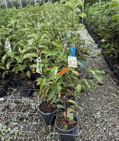 Liliomfa    MAGNOLIA DENUDATA WHITE TRIUMPH 60/+ K9