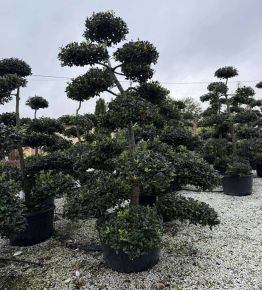 Közönséges magyal    ILEX MUTCHAGARA NELLIE R. STEVENS BONSAI 250/300 K285 