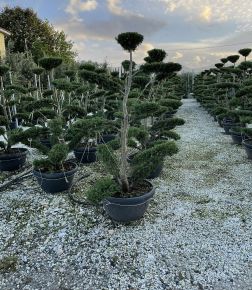 Leyland ciprus  CUPRESSOCYPARIS LEYLANDII BONSAI 170/180 TÁLBAN K90