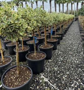 Közönséges magyal    ILEX AQUIFOLIUM ARGENTEOMARGINATA T1/2 GÖMB 45/50 K25 