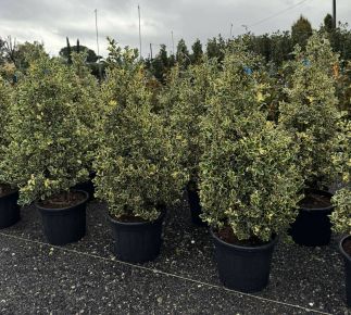 Közönséges magyal    ILEX AQUIFOLIUM ARGENTEOMARGINATA KÚP 100/+ K30