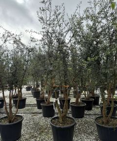 Paratölgy    QUERCUS SUBER TÖBBTÖRZSES 200/250 K110