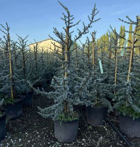 Atlasz cédrus  CEDRUS ATLANTICA GLAUCA 100/125 K18