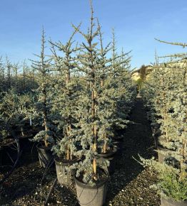 Atlasz cédrus  CEDRUS ATLANTICA GLAUCA 120/140 K18