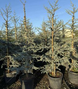 Atlasz cédrus  CEDRUS ATLANTICA GLAUCA 170/200 K30