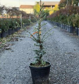 Atlasz cédrus  CEDRUS ATLANTICA GLAUCA 60/+ K7,5