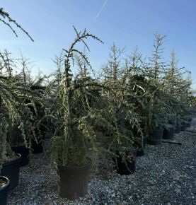 Kék csüngő atlasz cédrus  CEDRUS ATLANTICA GLAUCA PENDULA 120/+ K30