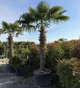 Kínai kenderpálma   CHAMAEROPS EXCELSA TR220/240 K230