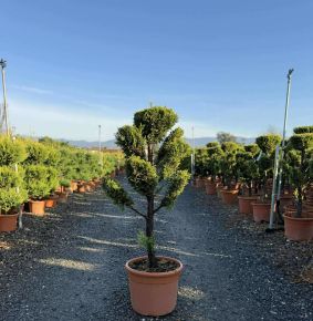 Arany lombú leyland ciprus  CUPRESSOCYPARIS LEYLANDII CASTLEWELLAN GOLD BONSAI 100/+ K25