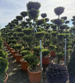 Arany lombú leyland ciprus  CUPRESSOCYPARIS LEYLANDII CASTLEWELLAN GOLD BONSAI 170/+ K30