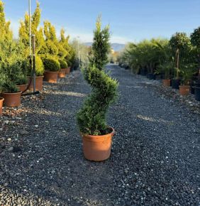 Arany lombú leyland ciprus  CUPRESSOCYPARIS LEYLANDII CASTLEWELLAN GOLD SPIRÁL 80/+ K12