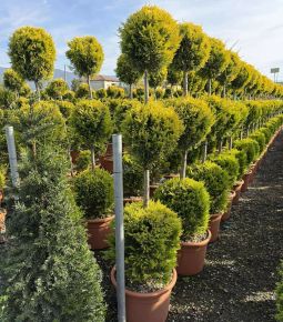 Arany lombú leyland ciprus  CUPRESSOCYPARIS LEYLANDII GOLD RIDER 3 GÖMB 150/+ K25