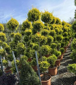 Arany lombú leyland ciprus  CUPRESSOCYPARIS LEYLANDII GOLD RIDER POM-PON 170/+ K30
