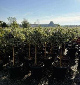 Közönséges magyal    ILEX AQUIFOLIUM ARGENTEOMARGINATA T70 K25