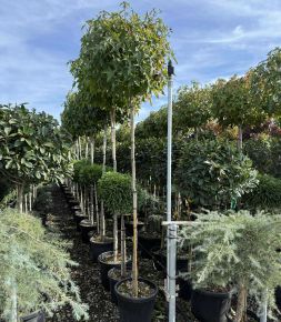 Amerikai ámbrafa  LIQUIDAMBAR STYRACIFLUA GUMBALL T180 K25