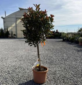 Örökzöld korallberkenye   PHOTINIA FRASERI COMPACTA T50 K15