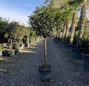 Örökzöld korallberkenye   PHOTINIA FRASERI COMPACTA T80 K30