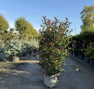 Örökzöld korallberkenye   PHOTINIA FRASERI COMPACTA EXTRA 100/120 K20