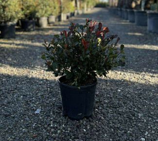 Örökzöld korallberkenye   PHOTINIA FRASERI LITTLE RED ROBIN 40/+ K9