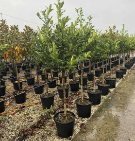 Gesztenyelevelű magyal ILEX CASTANEIFOLIA T1/2 K25