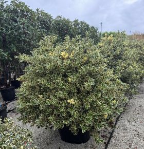 Közönséges magyal    ILEX AQUIFOLIUM ARGENTEOMARGINATA GÖMB 100/120 EXTRA K90