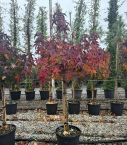 Amerikai ámbrafa    LIQUIDAMBAR STYRACIFLUA GUMBALL T1/2 K20/30