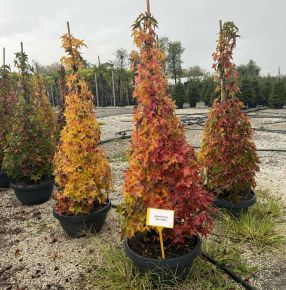 Amerikai ámbrafa    LIQUIDAMBAR STYRACIFLUA GUMBALL KÚP 150/+ LAPOS TÁLBAN