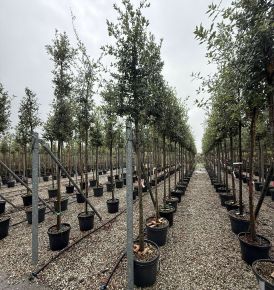 Magyaltölgy QUERCUS ILEX T200 10/12 K50