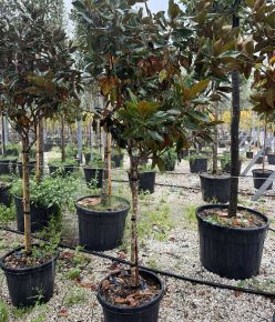 Örökzöld liliomfa    MAGNOLIA GRANDIFLORA LITTLE GEM T1/2 60/80 K45