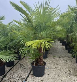 Kínai kenderpálma   CHAMAEROPS EXCELSA TR60/70 K30