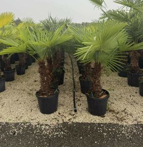 Kínai kenderpálma   CHAMAEROPS EXCELSA TR70/80 K35