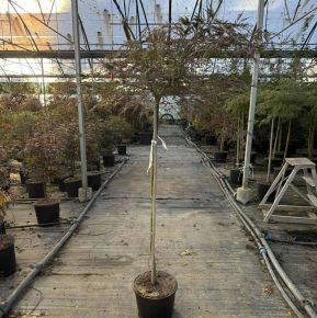 Szeldelt levelű japán juhar  ACER PALMATUM DISSECTUM INABA SHIDARE T100 K7