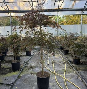 Szeldelt levelű japán juhar  ACER PALMATUM DISSECTUM INABA SHIDARE SZÖKŐKÚT FORMA K18