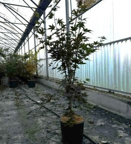 Japán juhar   ACER PALMATUM BLOODGOOD 100/+ K10