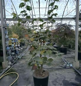 Japán juhar   ACER JAPONICUM VITIFOLIUM 100/+ K12